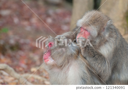 Japanese macaque grooming Arashiyama Monkey Park Iwatayama 121340091