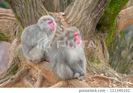Japanese macaque Arashiyama Monkey Park Iwatayama 121340102