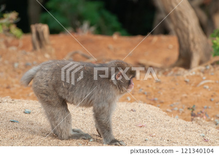 日本獼猴嵐山猴子公園岩田山 121340104