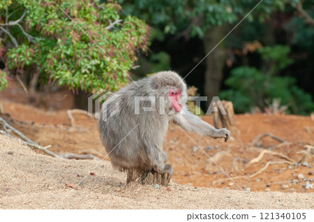 Japanese macaque Arashiyama Monkey Park Iwatayama 121340105
