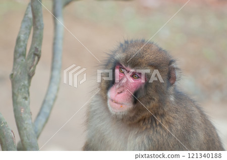 日本獼猴嵐山猴子公園岩田山 121340188