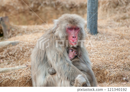 Parent and child of Japanese macaque Arashiyama Monkey Park Iwatayama 121340192