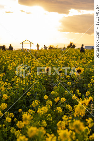 A rape field that is dyed in the evening sun 121340367