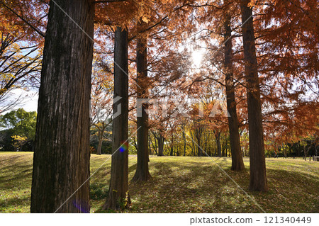 A large tree of Metasequoia with autumn leaves 121340449