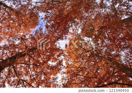 A large tree of Metasequoia with autumn leaves A large tree of Metasequoia with autumn leaves 121340450