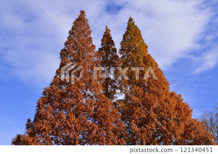 A large tree of Metasequoia with autumn leaves 121340451