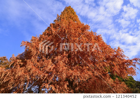 A large tree of Metasequoia with autumn leaves A large tree of Metasequoia with autumn leaves 121340452