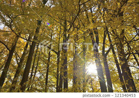 A large ginkgo tree with yellow leaves A large ginkgo tree with yellow leaves 121340453