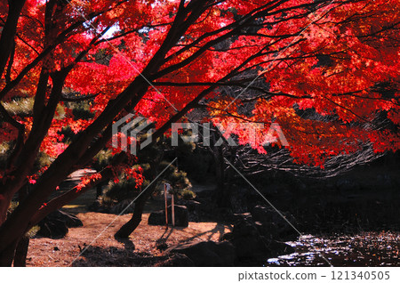 Autumn leaves on the lakeside 121340505