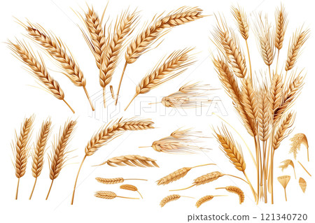 Wheat ears isolated on white background png transparent clipart. 121340720