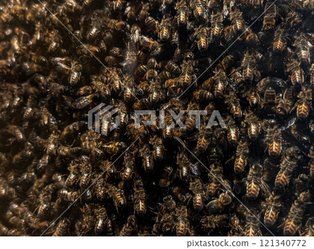 Swarm of honeybees in hive Swarm of honeybees in hive 121340772