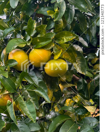 Ripe oranges hanging on tree among lush green leaves Ripe oranges hanging on tree among lush green leaves 121340773