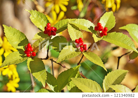 Red Senryo fruit (winter, December) 121340982