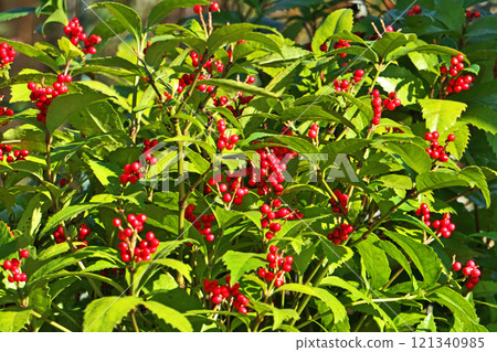 Red Senryo fruit (winter, December) 121340985