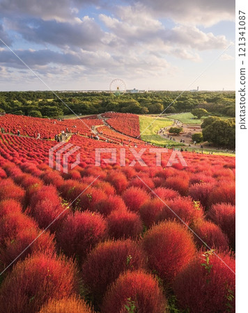 從三晴山看到的紅色地膚 從三晴山看到的紅色地膚 121341087