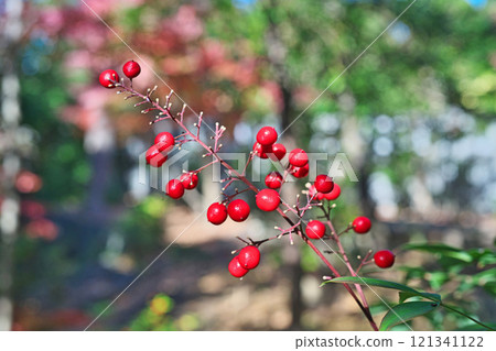 南天紅果(冬季、12 月) 南天紅果(冬季、12 月) 121341122