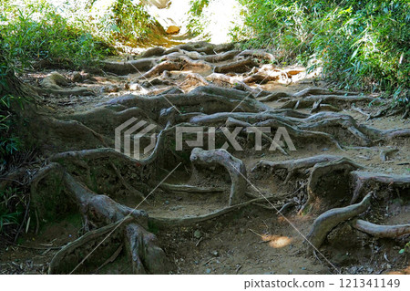 Hachioji Castle: Mountain path in the fortified area [Hachioji, Tokyo] 121341149