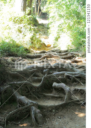 Hachioji Castle: Mountain path in the fortified area [Hachioji, Tokyo] 121341150