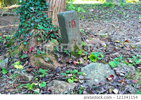 Hachioji Castle: Mountain path in the fortified area [Hachioji, Tokyo] 121341154
