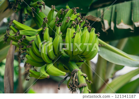 Bananas on a tree Bananas on a tree 121341187