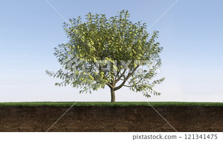 tree on the grass and a slice of soil under it, 3d render 121341475