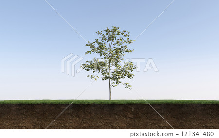 tree on the grass and a slice of soil under it, 3d render tree on the grass and a slice of soil under it, 3d render 121341480