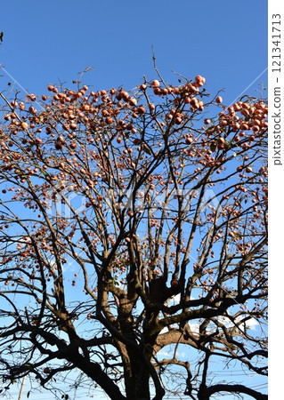 Persimmon trees against the blue sky Persimmon trees against the blue sky 121341713
