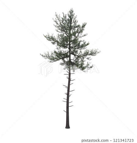 big tree, isolate on a transparent background, 3d illustration 121341723