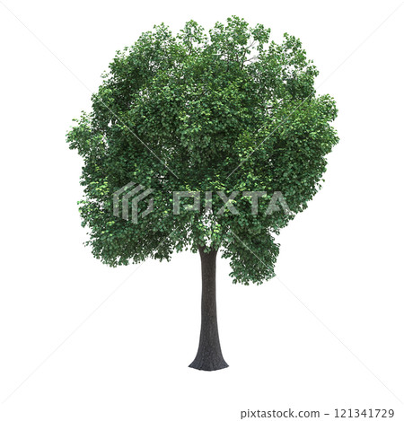 big tree, isolate on a transparent background, 3d illustration big tree, isolate on a transparent background, 3d illustration 121341729