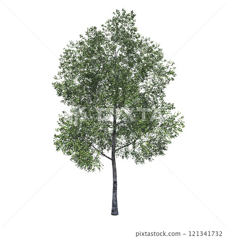 big tree, isolate on a transparent background, 3d illustration big tree, isolate on a transparent background, 3d illustration 121341732