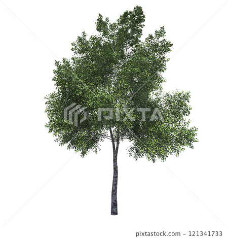 big tree, isolate on a transparent background, 3d illustration big tree, isolate on a transparent background, 3d illustration 121341733