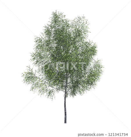 big tree, isolate on a transparent background, 3d illustration 121341734