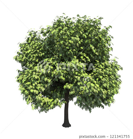 big tree, isolate on a transparent background, 3d illustration big tree, isolate on a transparent background, 3d illustration 121341755