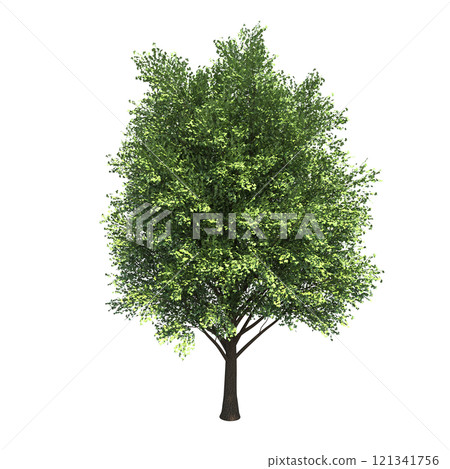 big tree, isolate on a transparent background, 3d illustration big tree, isolate on a transparent background, 3d illustration 121341756