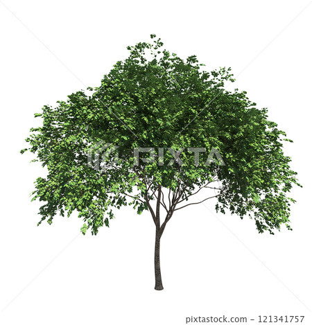 big tree, isolate on a transparent background, 3d illustration big tree, isolate on a transparent background, 3d illustration 121341757