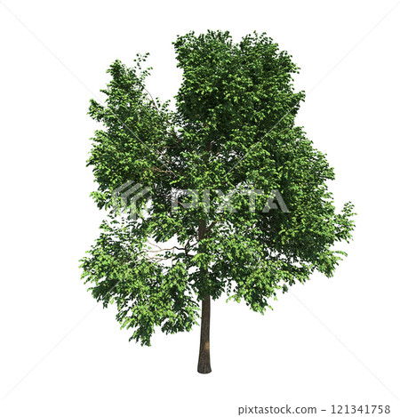big tree, isolate on a transparent background, 3d illustration big tree, isolate on a transparent background, 3d illustration 121341758