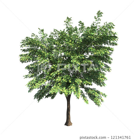 big tree, isolate on a transparent background, 3d illustration big tree, isolate on a transparent background, 3d illustration 121341761