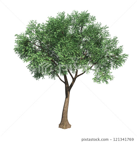 big tree, isolate on a transparent background, 3d illustration 121341769