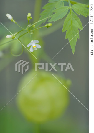 富森克魯茲 富森克魯茲 121341786