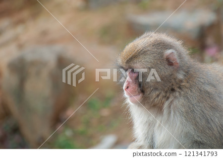 Japanese macaque Arashiyama Monkey Park Iwatayama 121341793