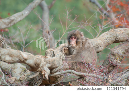 Japanese macaques sitting on a tree, Arashiyama Monkey Park Iwatayama Japanese macaques sitting on a tree, Arashiyama Monkey Park Iwatayama 121341794