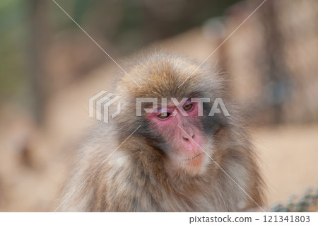 日本獼猴嵐山猴子公園岩田山 121341803