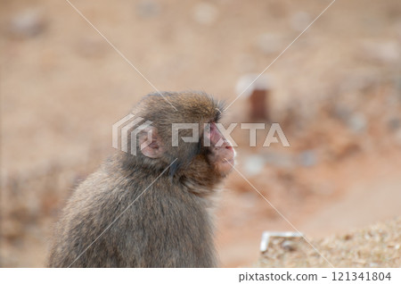 日本獼猴嵐山猴子公園岩田山 121341804