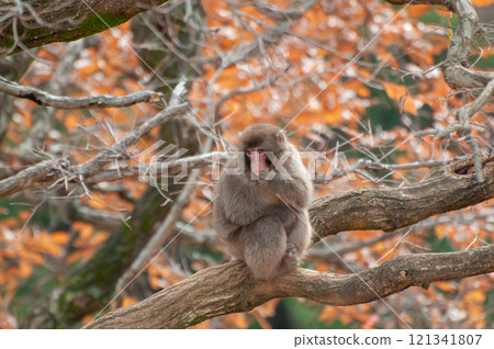 日本獼猴坐在樹上 嵐山猴子公園 岩田山 日本獼猴坐在樹上 嵐山猴子公園 岩田山 121341807