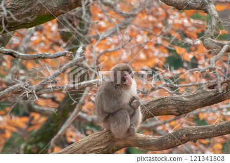日本獼猴坐在樹上 嵐山猴子公園 岩田山 121341808