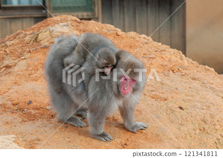 日本獼猴嵐山猴園岩田山的親子 121341811