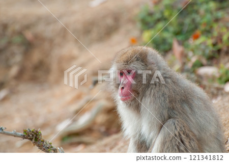 日本獼猴嵐山猴子公園岩田山 121341812