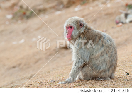Japanese macaque Arashiyama Monkey Park Iwatayama 121341816
