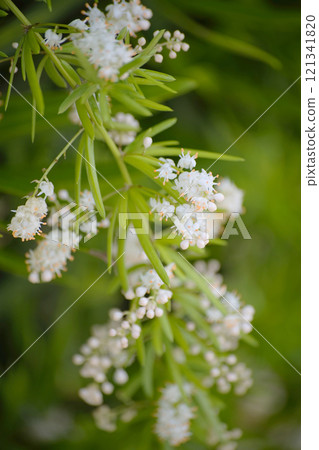 Japanese cedar leaf vine Japanese cedar leaf vine 121341820