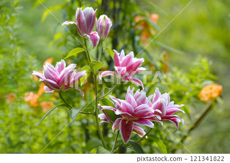 Lily Lily 121341822